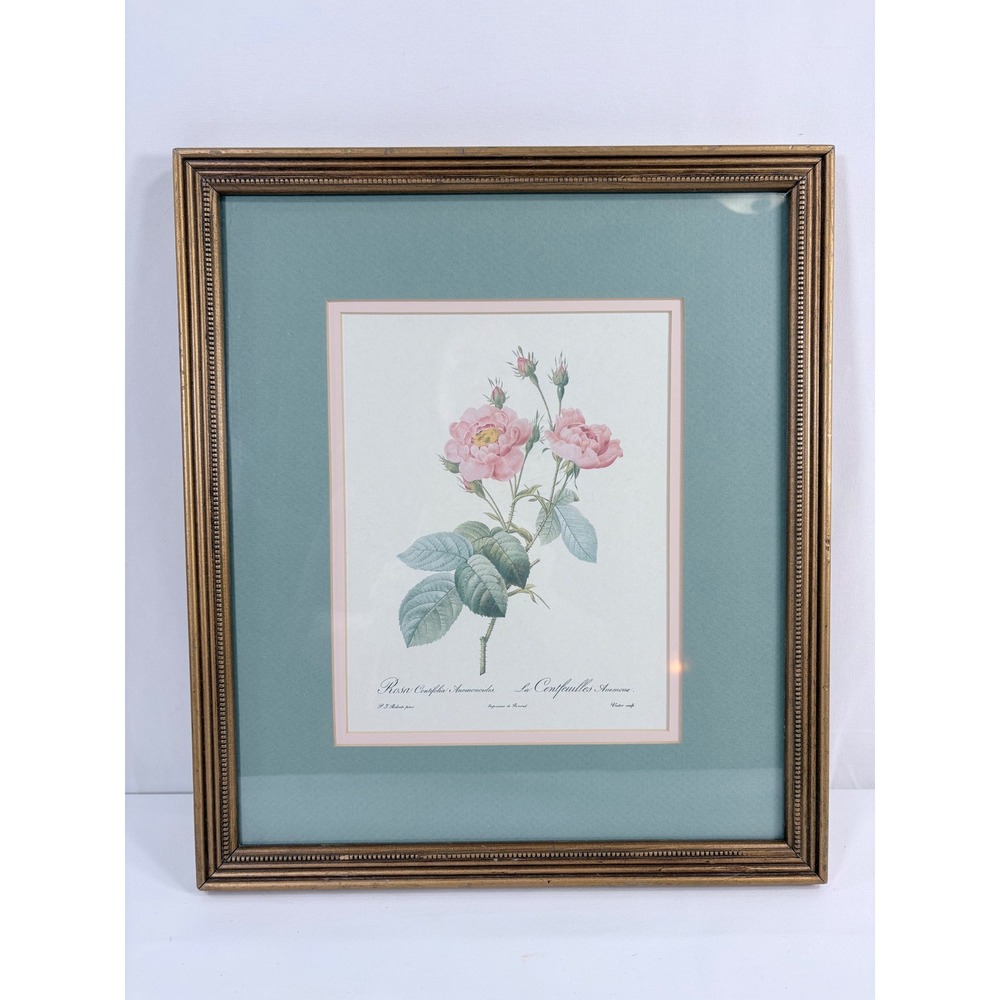 Vintage Framed French Botanical Rose Print PJ Redoute Rosa Centifolia 15.5x13.25